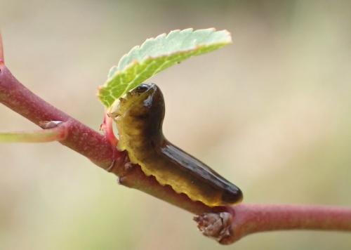 Caliroa cerasi